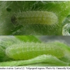 pol icarus larva2 volg